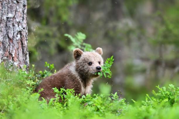 istock Brown bear cub in the forest eating leaves from a young tree 1281494011