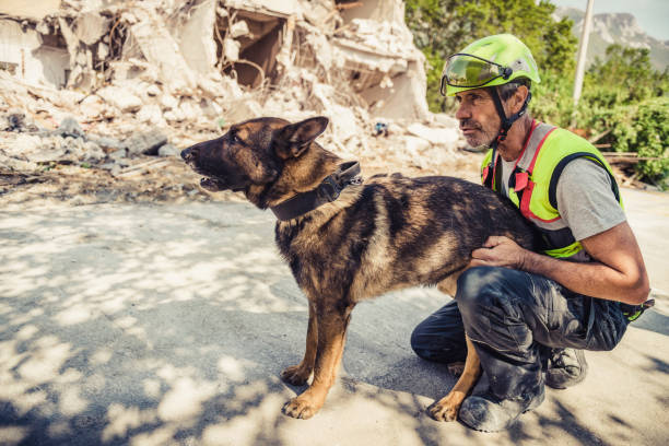 istock Rescuer search with help of rescue dog 1281494014