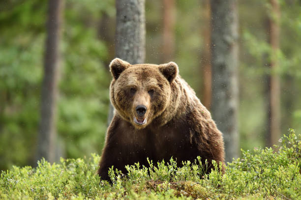 istock serious looking male brown bear in forest 1281494039