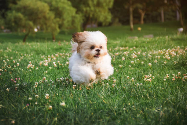 istock shitzu dog running in the grass with flowers 1281494072