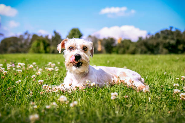 istock schnauzer dog lying on the grass 1281494225