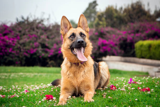 草の上に横た�わるジャーマン・シェパード・ドッグ - german sheppard ストックフォトと画像