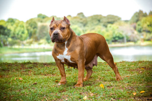american bully dog ​​standing on the grass in the background a lake american bully dog ​​standing on the grass in the background a lake terrier stock pictures, royalty-free photos & images