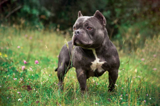 istock gray american bully dog ​​standing on grass with bushes in background 1281495169