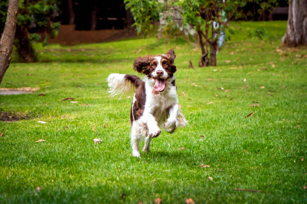 istock Cocker spaniel dog running in the park on the grass 1281495245