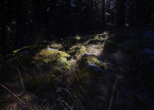 istock sunbeams in autumn 1281495300