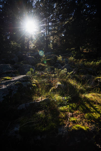 istock sunbeams in autumn 1281495306