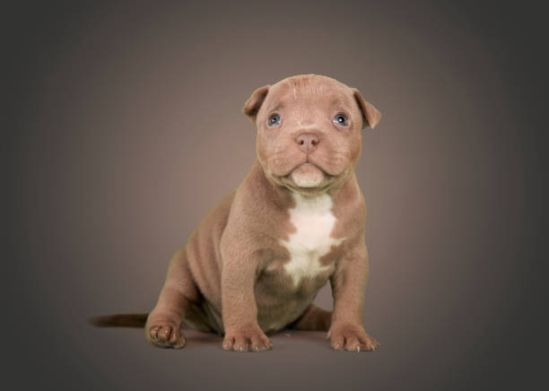 american bully puppy sitting in a studio brown background american bully puppy sitting in a studio brown background pit bull power stock pictures, royalty-free photos & images