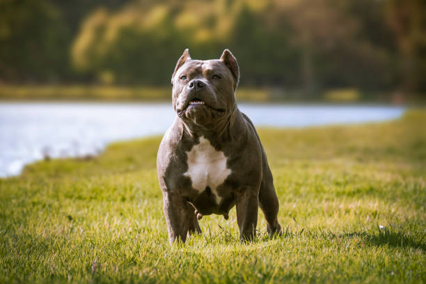 gray american bully dog ​​in a park with lake gray american bully dog ​​in a park with lake american pit bull terrier stock pictures, royalty-free photos & images