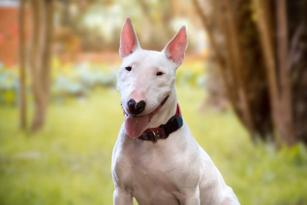 white bull terrier dog sitting in the park white bull terrier dog sitting in the park bull terrier stock pictures, royalty-free photos & images