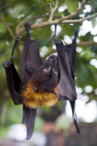 istock Large Flying Fox (Pteropus vampyrus) hanging in a tree at Bali Indonesia 1281495749