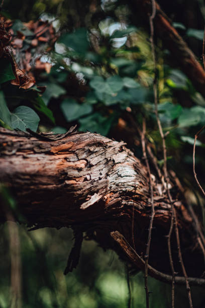 istock Close Up the Stem of Ivy 1281496420