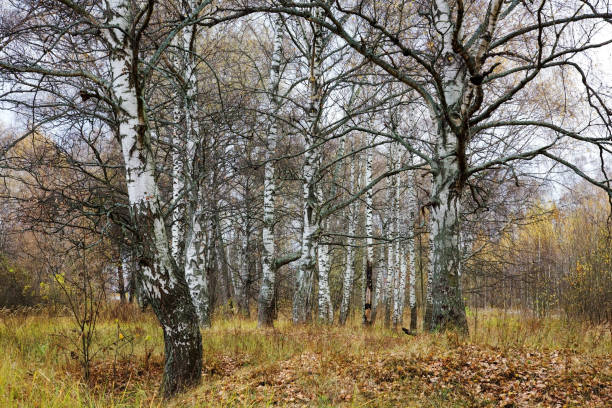 istock Autumn birch grove with mighty century-old birches 1281498274