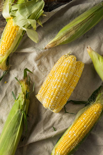 istock Raw Organic Sweet Corn on the Cob 1281498417
