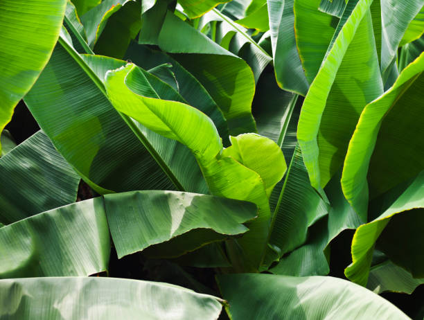 liście palmy bananowej, pełnoklatkowa - banana leaf plant tree fruit zdjęcia i obrazy z banku zdjęć