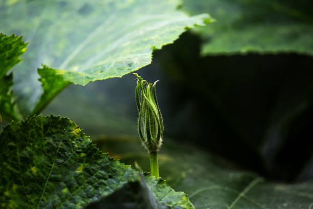 leaves and buds of pumpkin