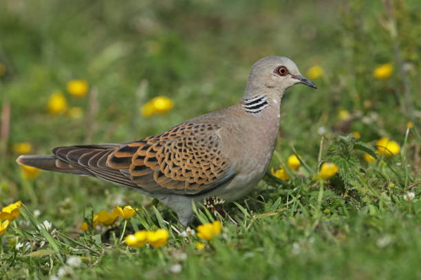 istock European Turtle-dove 1281499720