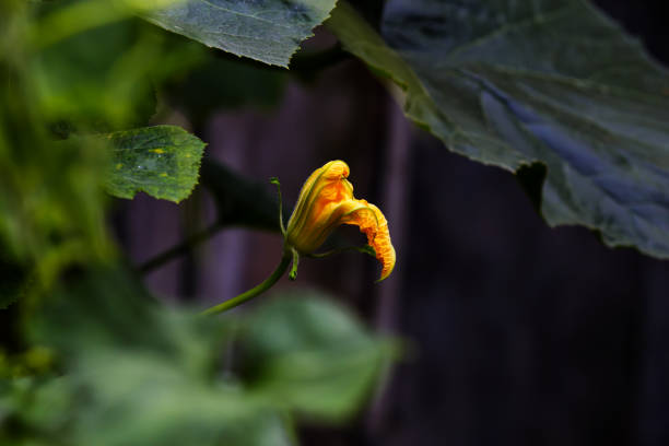 Orange flowers of the pumpkins in the garden