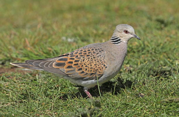 istock European Turtle-dove 1281499798