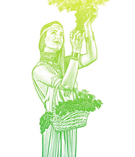 illustrazioni stock, clip art, cartoni animati e icone di tendenza di bella donna che raccoglie uva da vino - wine grape harvesting crop