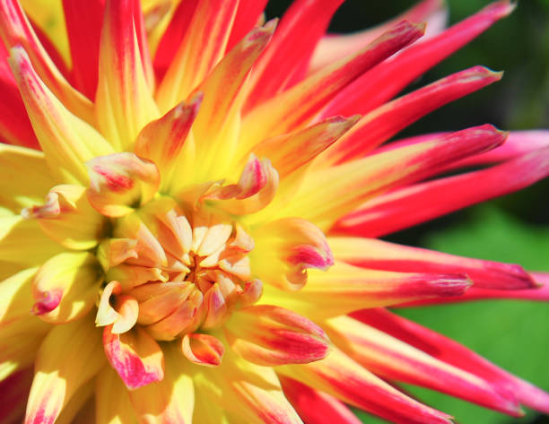 istock Star of yellow and red 1281500195