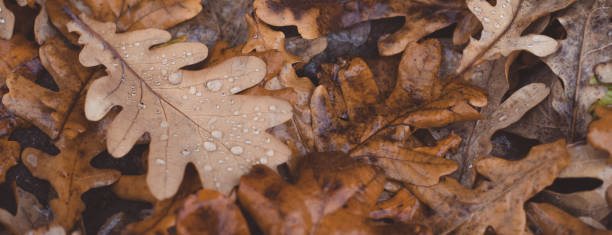 istock Oak tree brown leaves background texture with water drops, banner 1281500983