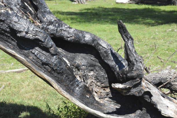 istock Cracked trunk of an ancient willow 1281501963