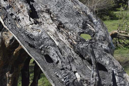 Cracked trunk of an ancient willow