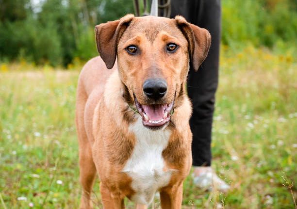 istock 1 red dog on a green background, pet 1281502147