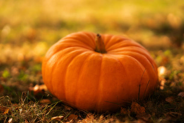 halloween pumpkin on the grass field