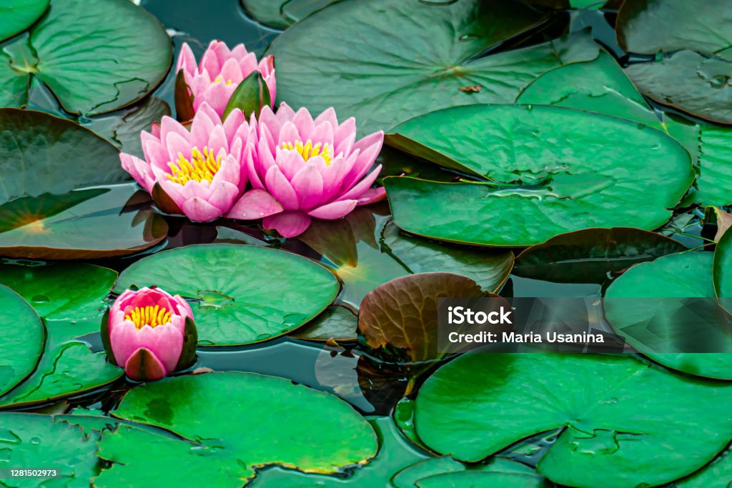 blossom pink lotus on the lake natural background with blossom pink lotus on the lake Water Lily Stock Photo