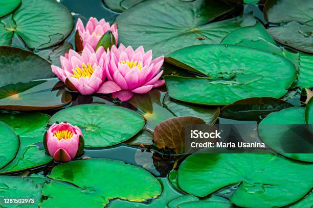 Blossom Pink Lotus On The Lake Stock Photo - Download Image Now - Water Lily, Pond, Lotus Water Lily