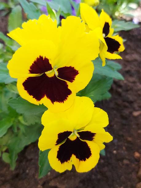 istock Yellow And Brown Pansy Flower 1281503032