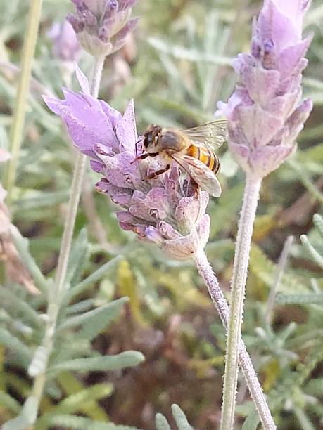 istock Fragrant Lavender Flower and Bee Taking Out the Nectar 1281503079