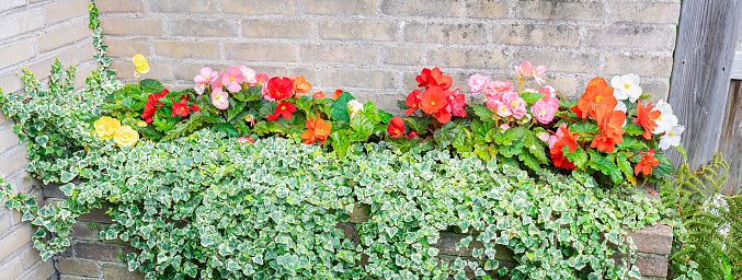 Flowerbed made of bricks with flowering begonia tubers and hanging english ivy (Hedera helix) in a city garden.
