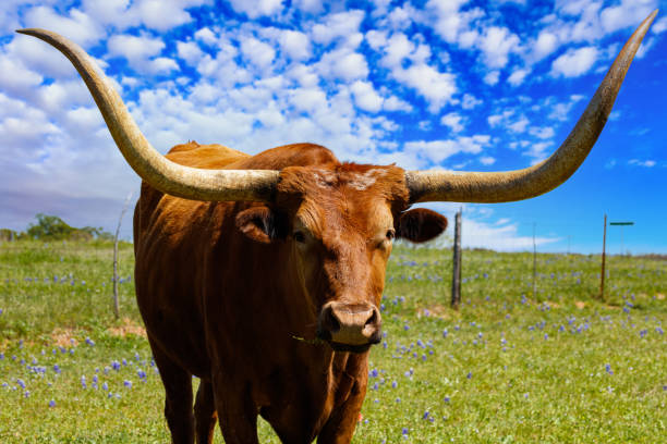 istock Beautiful longhorn cow 1281504438