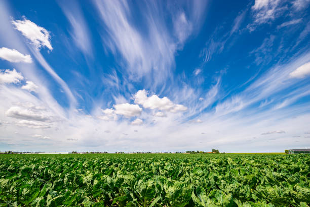 Typical Dutch clouds above the flat land of the Netherlands.