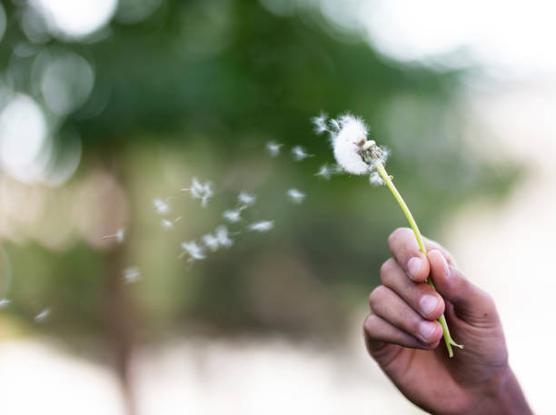 istock Dandelion in people hand 1281504991