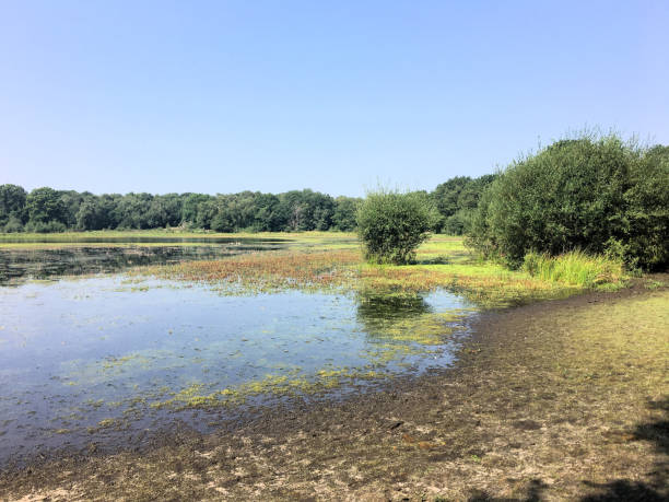 istock A view of Brown Moss Nature Reserve 1281505004