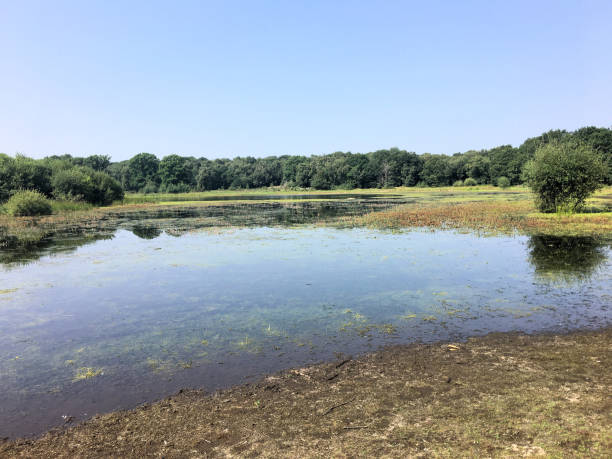 istock A view of Brown Moss Nature Reserve 1281505590