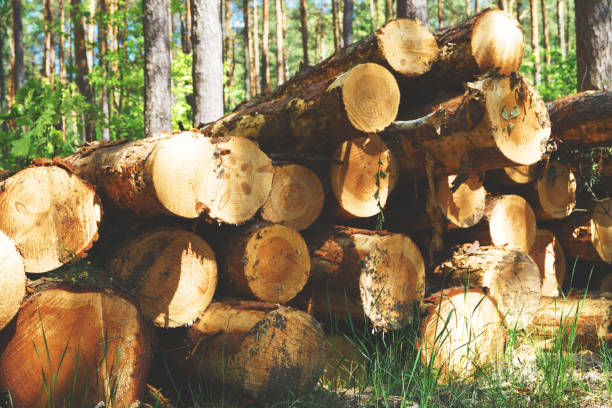 istock felled tree trunks lie in the woods natural material ecological crisis 1281506117
