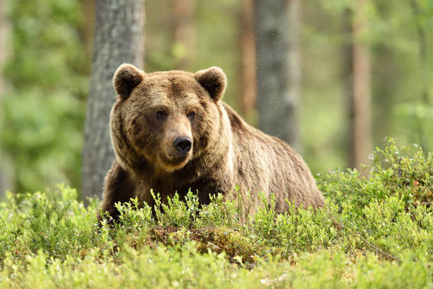 istock male brown bear in a forest scenery 1281507526