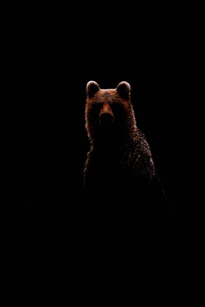 istock Brown bear contour in black background 1281507565
