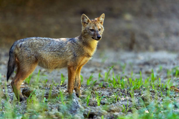 istock Golden jackal in the forest 1281507681