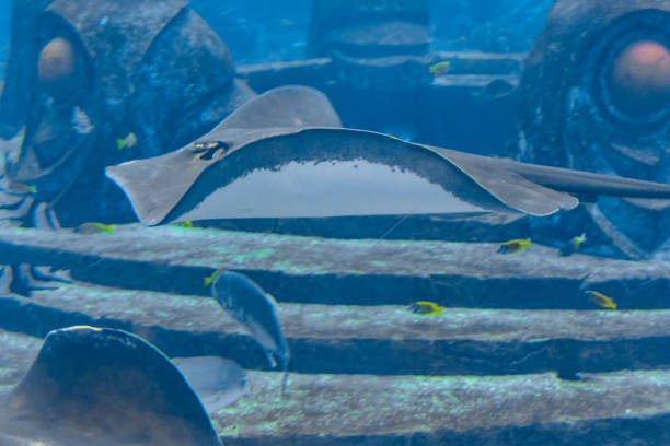 istock Sting ray swimming underwater. The short-tail stingray or smooth stingray (Bathytoshia brevicaudata) is a common species of sting-ray in the family Dasyatidae. Atlantis, Sanya, Hainan, China. 1281507694
