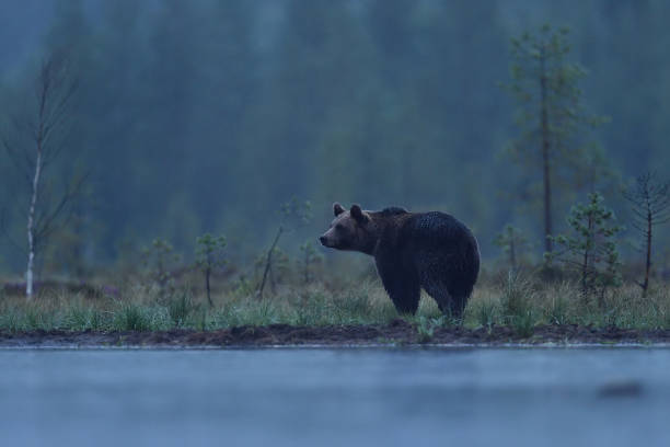 istock brown bear at night in the rain 1281508428