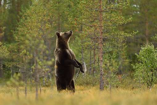 Brown bear standing in forest background