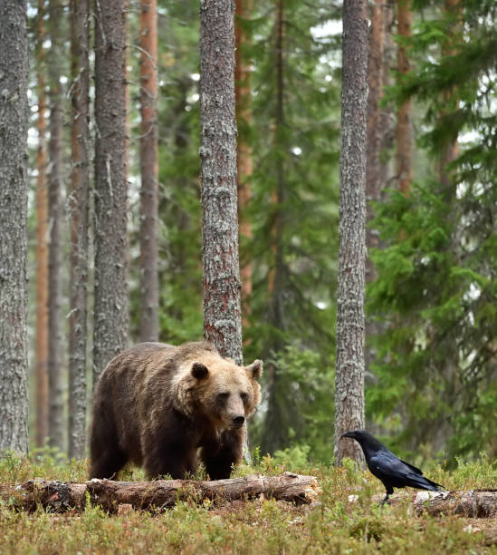brown bear and raven in forest