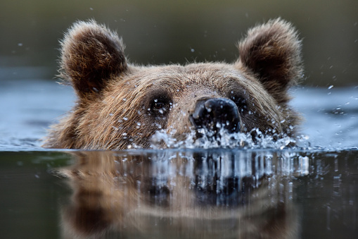 swimming bear portrait