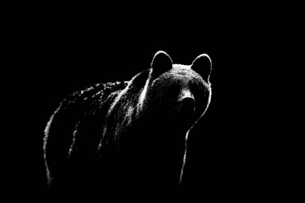 коричневый медвежий контур на черном фоне. медвежий контур в черно-белом цвете. - медведь иллюстрации стоковые фото и изображения